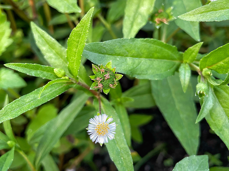 Goce Black Beans And Eclipta Prostrata Tea - Things to know