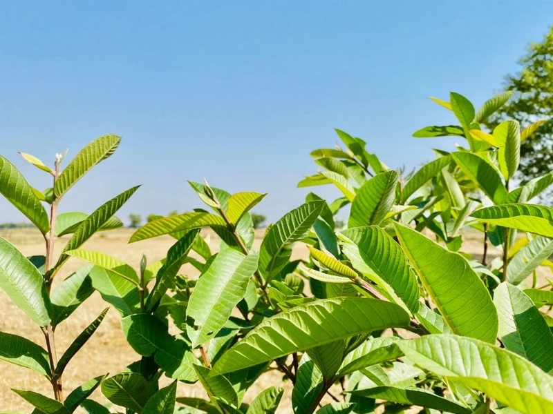 Goce Guava Leaves Tea - A gift from nature