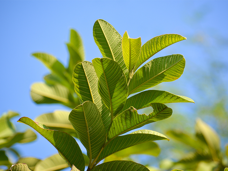 Goce Guava Leaves Tea - Can people with diabetes drink guava leaf tea? 