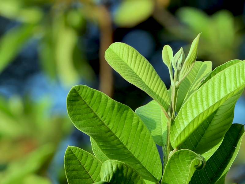 Goce Guava Leaves Tea - Effects when drinking 1 cup of guava leaves tea every day