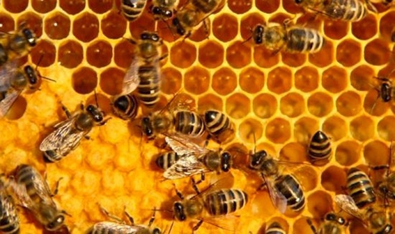 Mật ong nguyên chất