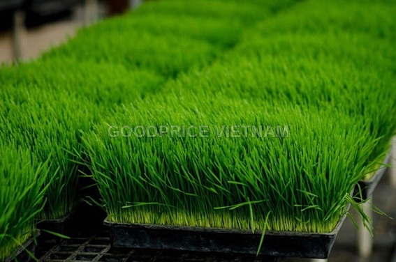 Bột cỏ lúa mì nguyên chất