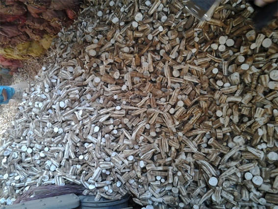 Khoai mì lát xuất khẩu