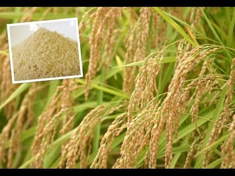 bột cám gạo