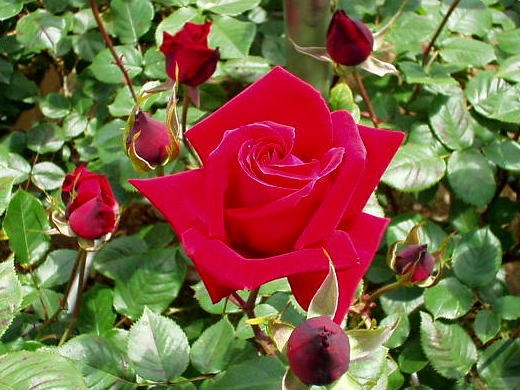 hoa hồng nhung