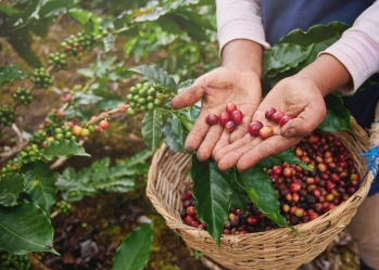 When is coffee harvested during the year?