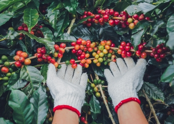 Vietnam's coffee bean export market in the ninth quarter of 2024